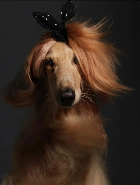 Portrait of an Afghan Hound wearing a decorative black bunny ears headband against a solid dark grey backdrop in a studio setting.