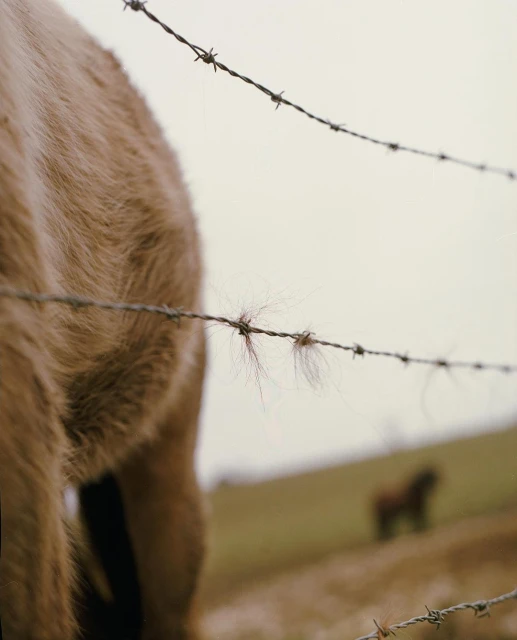 Close-up of a barbed wire fence with tufts of animal hair caught on the barbs, a blurry brown horse is visible in the background.