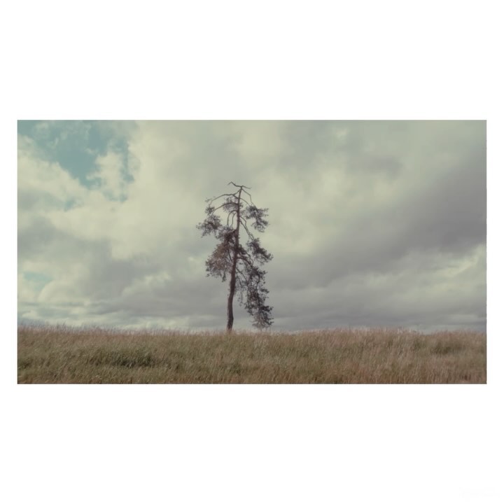 A lone tree stands in a grassy field beneath a cloudy sky, capturing a serene landscape scene with muted, natural tones.