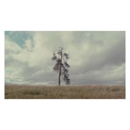 A solitary sparse tree stands on a grassy field under a heavily clouded sky, captured in a landscape orientation.