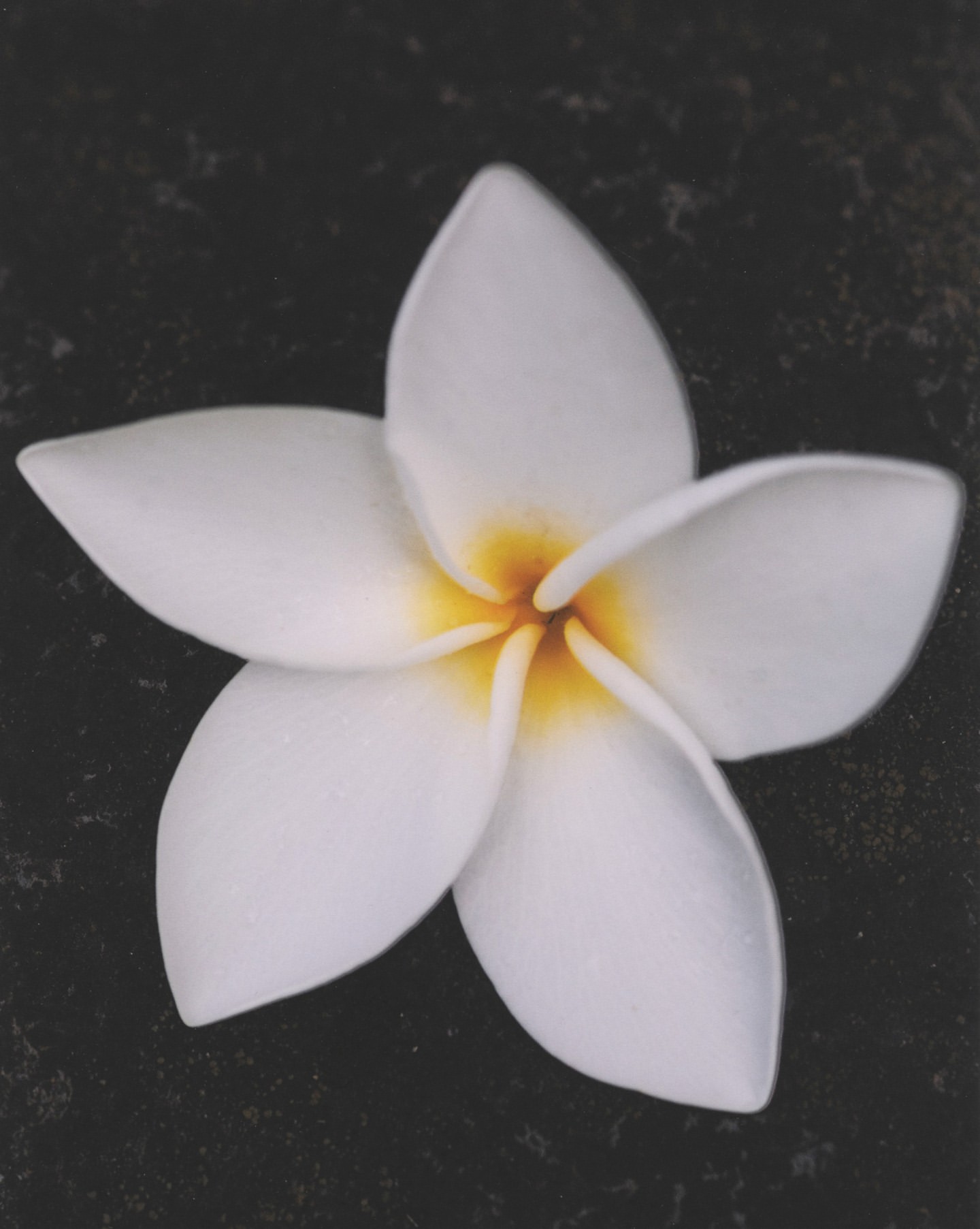 Close-up photo of a single white plumeria flower with a yellow center against a dark, textured background, showcasing its delicate petals.