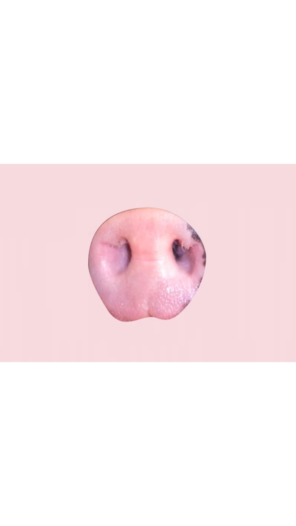 Close-up of a pink pig nose against a light pink background, highlighting its texture, color variations, and prominent nostrils.