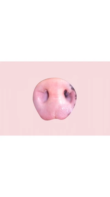 Close-up of a pink pig nose against a light pink background, highlighting its texture, color variations, and prominent nostrils.