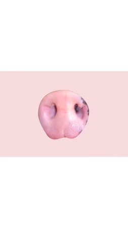 Close-up of a pink pig nose against a light pink background, highlighting its texture, color variations, and prominent nostrils.