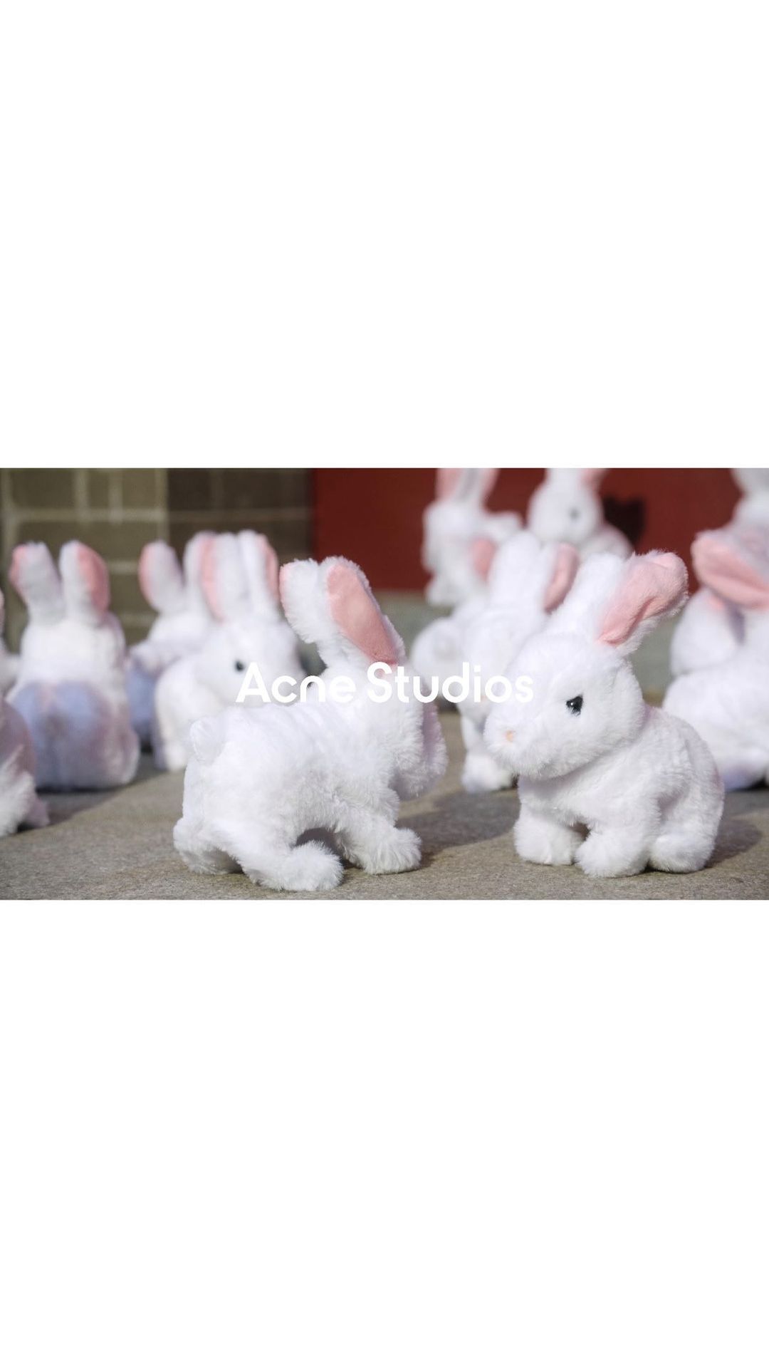 Numerous white plush rabbit figurines with pink ears are displayed indoors on a gray surface, illuminated by natural lighting.