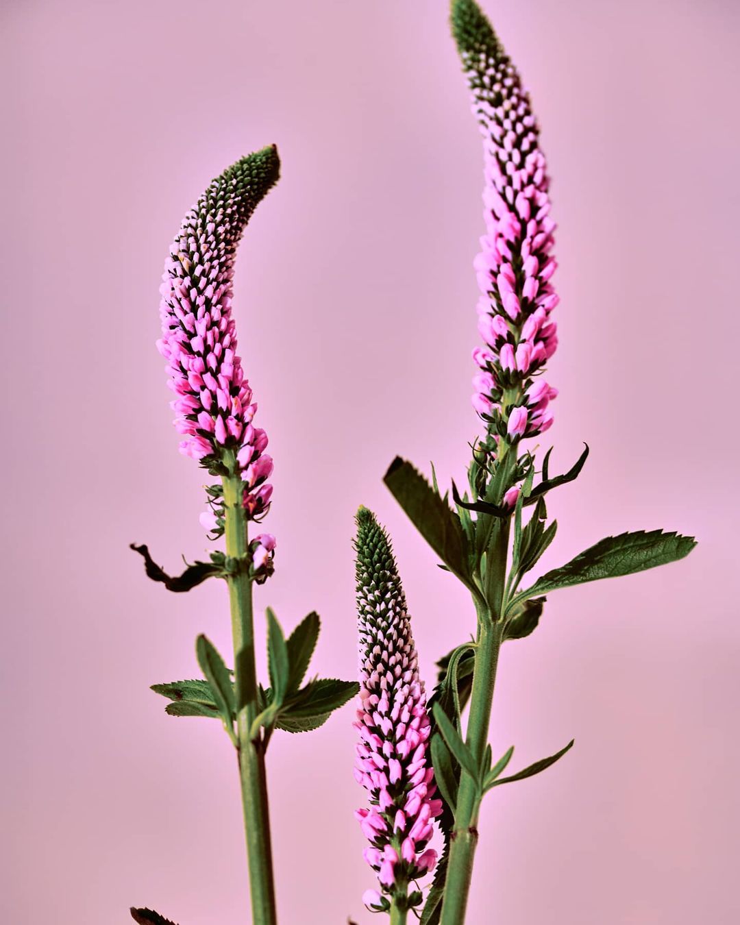 Three flowering purple Veronica spicata plants with green foliage are arranged against a pale pink backdrop, creating a floral still life.