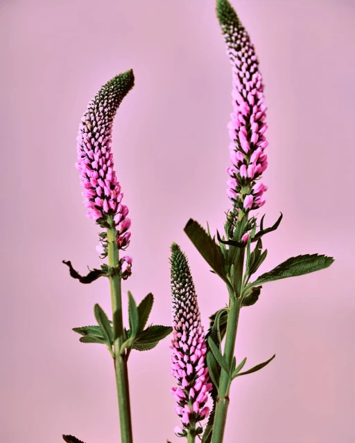 Three flowering purple Veronica spicata plants with green foliage are arranged against a pale pink backdrop, creating a floral still life.