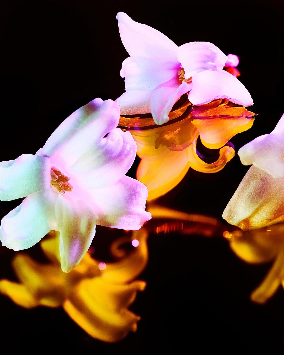 Close-up of several white hyacinth flowers reflected on a black surface, illuminated with a soft, colorful glow.