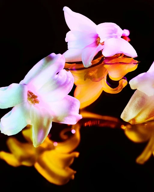 Close-up of several white hyacinth flowers reflected on a black surface, illuminated with a soft, colorful glow.