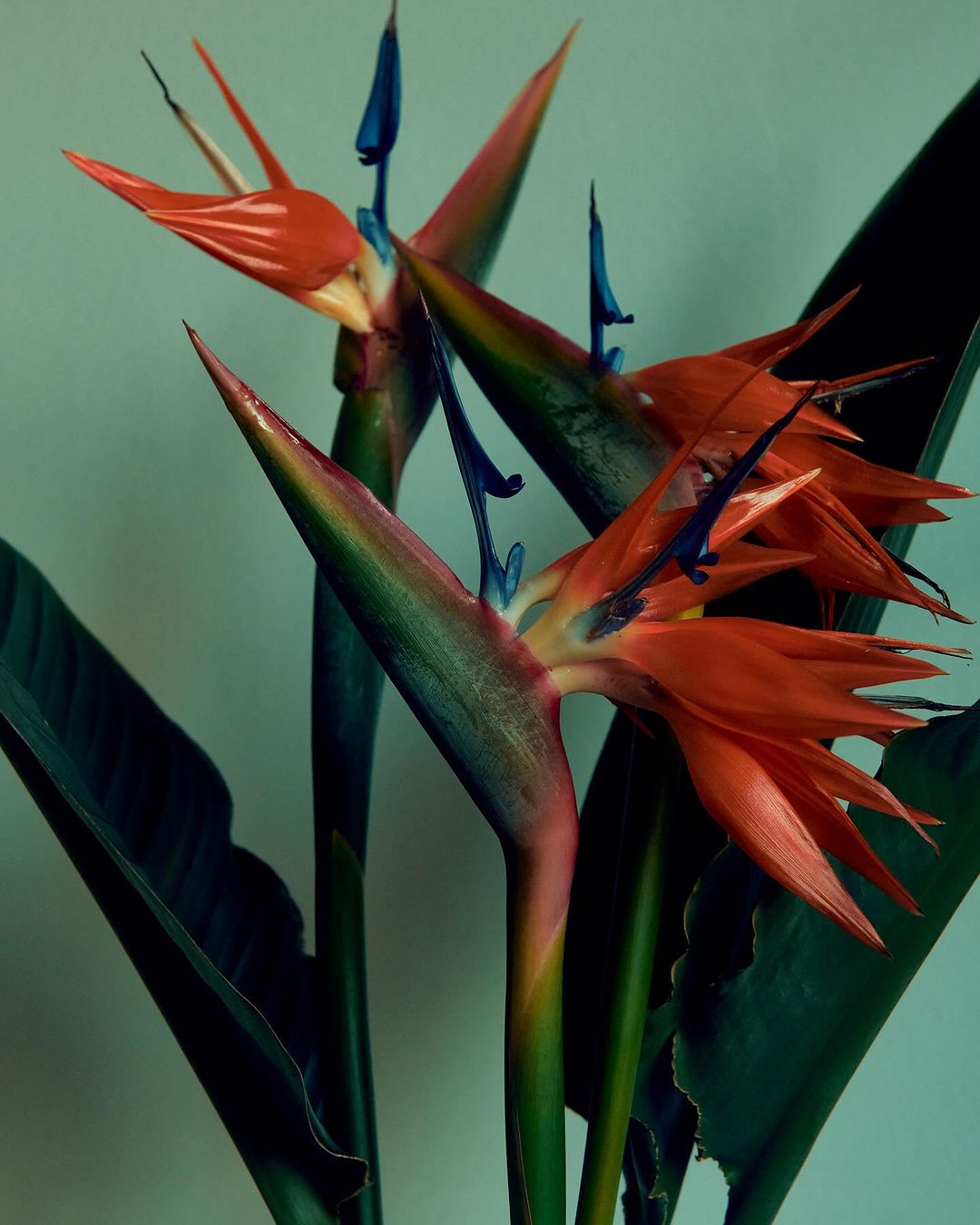 Bird of paradise flowers with orange and blue petals and green stems and leaves against a light blue background in a studio shot.