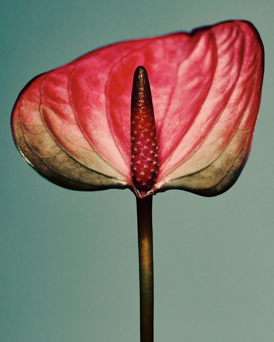 Close-up of a vibrant pink Anthurium flower, showcasing its unique spadix and bract against a soft blue background in a studio setting.