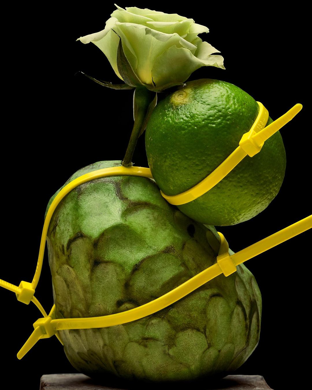 Still life of a cherimoya, lime, and green rose bound with yellow zip ties, set against a solid black backdrop in studio lighting.