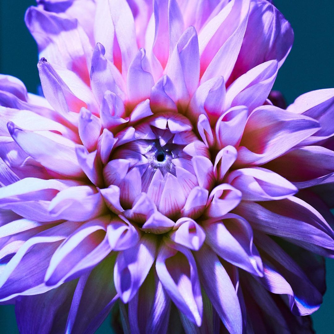 Close-up photograph showcasing a large purple dahlia flower with tightly packed petals, set against a dark teal background.