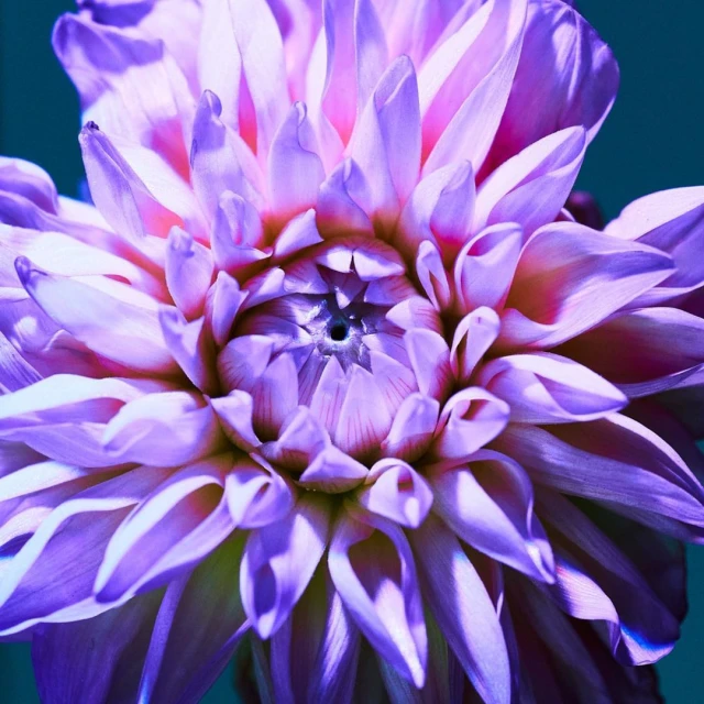 Close-up photograph showcasing a large purple dahlia flower with tightly packed petals, set against a dark teal background.