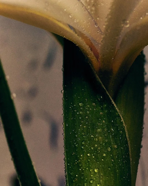 Close-up of a white calla lily with water droplets on its green stem and leaf, set against a blurred background, emphasizing floral details.