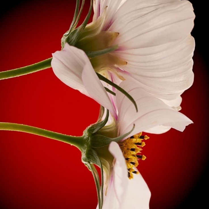 Macro photography of two white cosmos flowers with yellow centers and green stems against a red and black background.