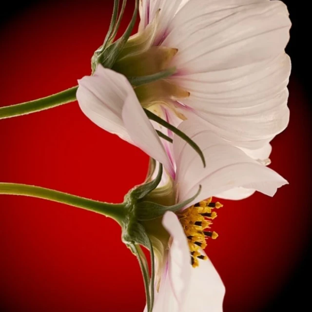 Macro photography of two white cosmos flowers with yellow centers and green stems against a red and black background.