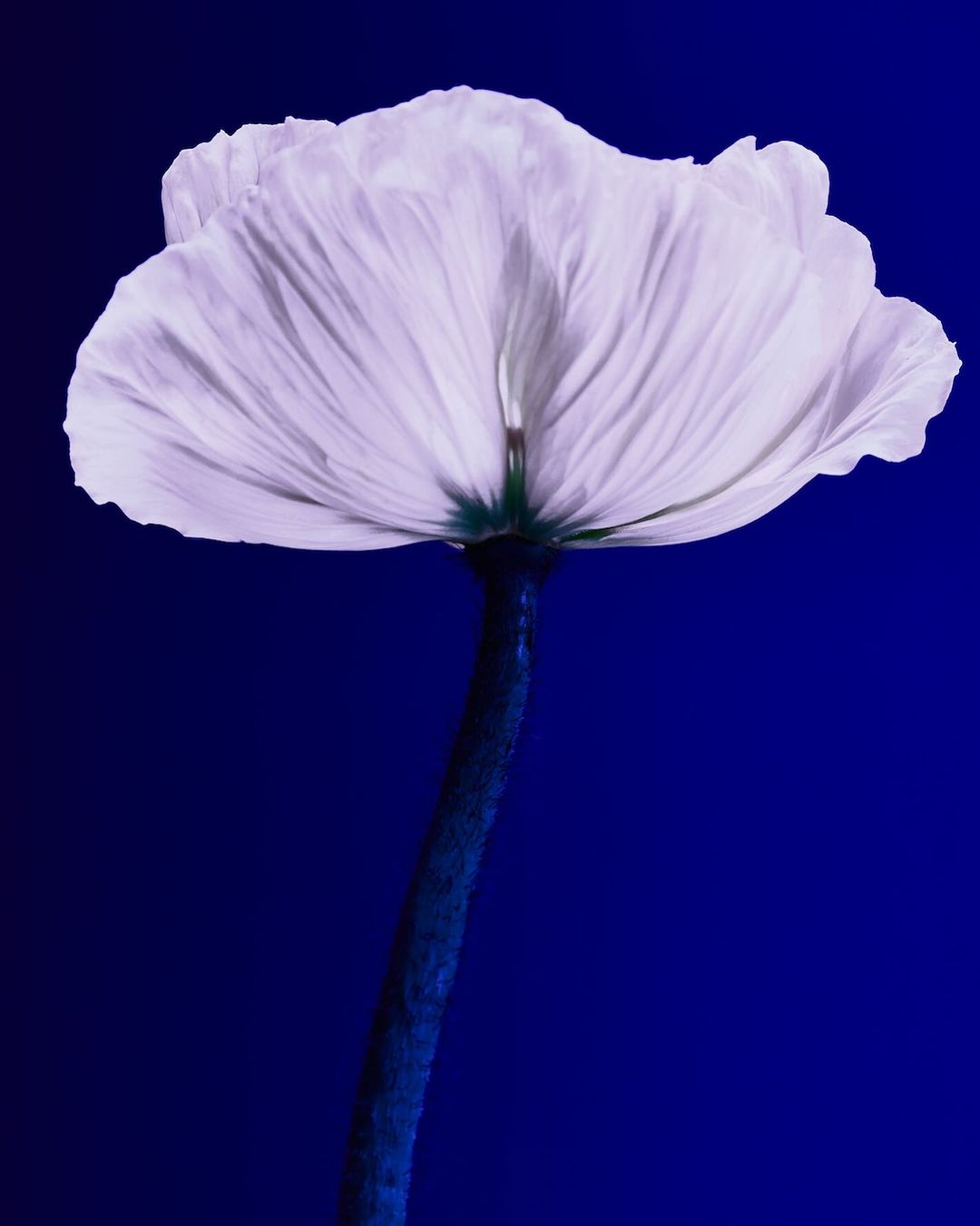 Macro photography of a single white poppy flower with a dark blue stem against a deep blue background in a vertical, high-contrast composition.