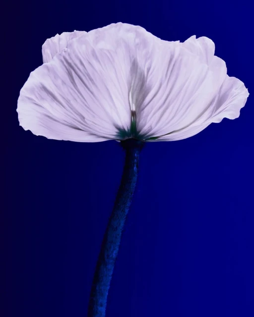 Macro photography of a single white poppy flower with a dark blue stem against a deep blue background in a vertical, high-contrast composition.