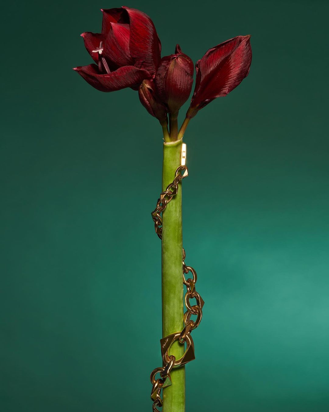 Close-up of a blooming dark red amaryllis flower with a gold chain wrapped around its green stem, set against a green background.