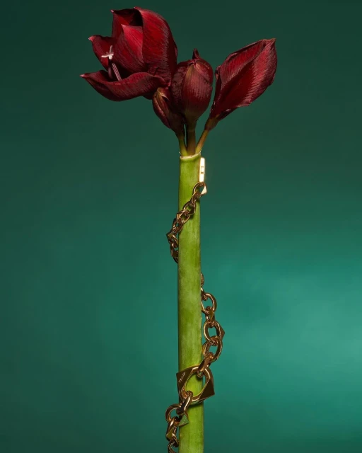 Close-up of a blooming dark red amaryllis flower with a gold chain wrapped around its green stem, set against a green background.