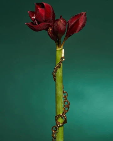 Close-up of a blooming dark red amaryllis flower with a gold chain wrapped around its green stem, set against a green background.