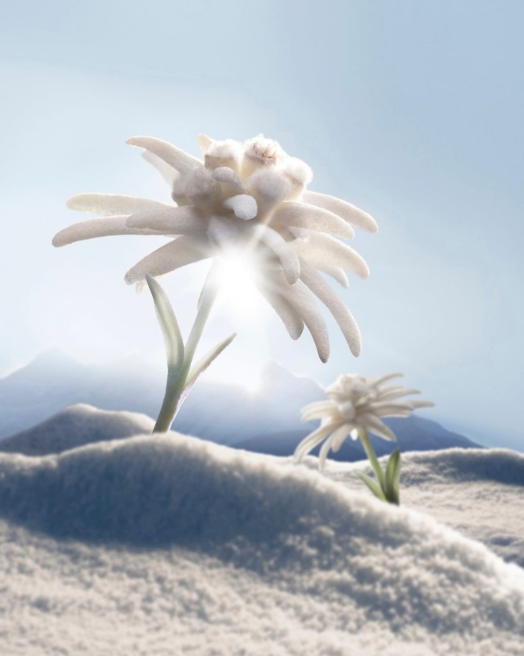 Two white edelweiss flowers in a snowy mountain landscape under a clear sky, lit by sunlight, creating a serene natural scene.