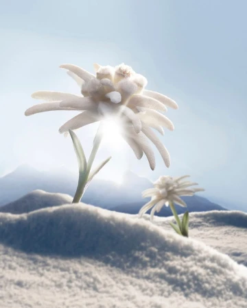 Two white edelweiss flowers in a snowy mountain landscape under a clear sky, lit by sunlight, creating a serene natural scene.