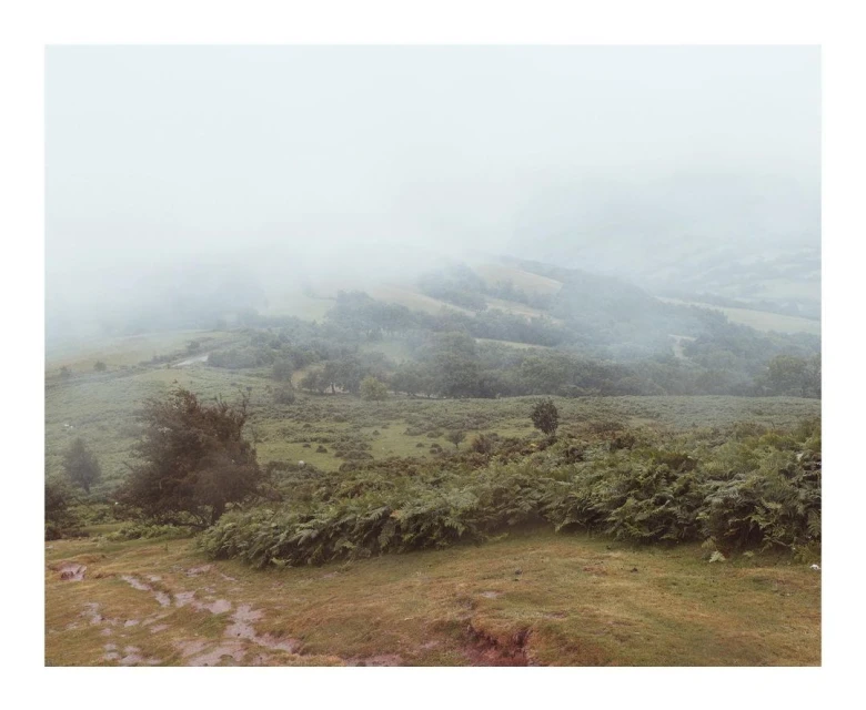Foggy landscape featuring a hillside with dense green vegetation and trees, shrouded in a heavy mist, creating a serene and atmospheric scene.