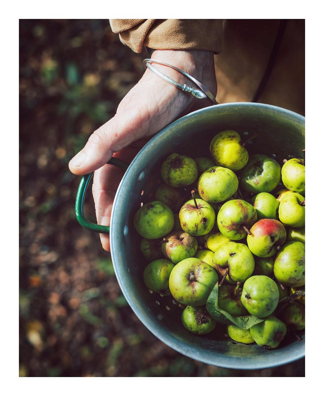 Overhead close-up of a person holding a metal colander filled with fresh green apples against an out-of-focus earthy background.
