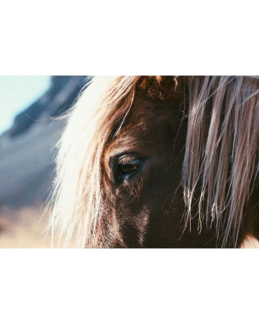 Close-up shot of a light brown horse with a blond mane, showcasing its eye and fur details, with a mountain backdrop.