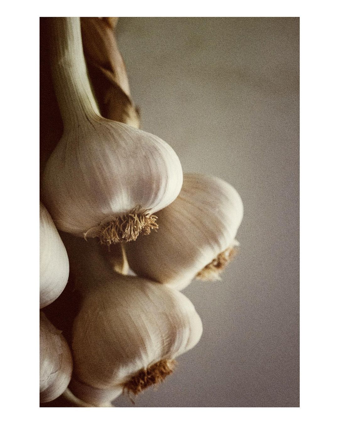 Close-up of a hanging braid of garlic bulbs, showcasing their white cloves and textured roots against a soft, neutral background.