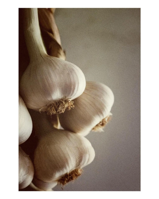 Close-up of a hanging braid of garlic bulbs, showcasing their white cloves and textured roots against a soft, neutral background.