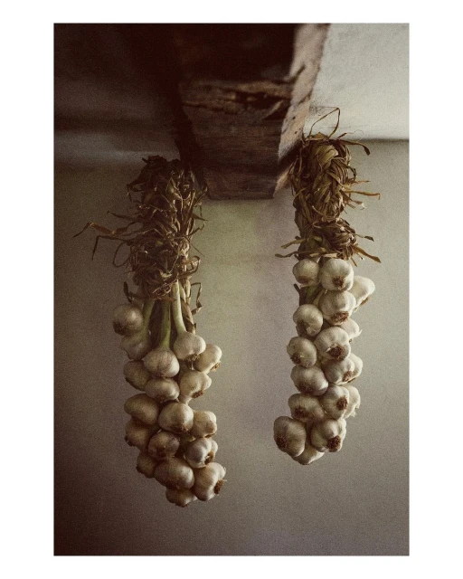 Two bundles of garlic bulbs hang from a wooden beam in an indoor setting, showcasing a rustic and culinary theme.