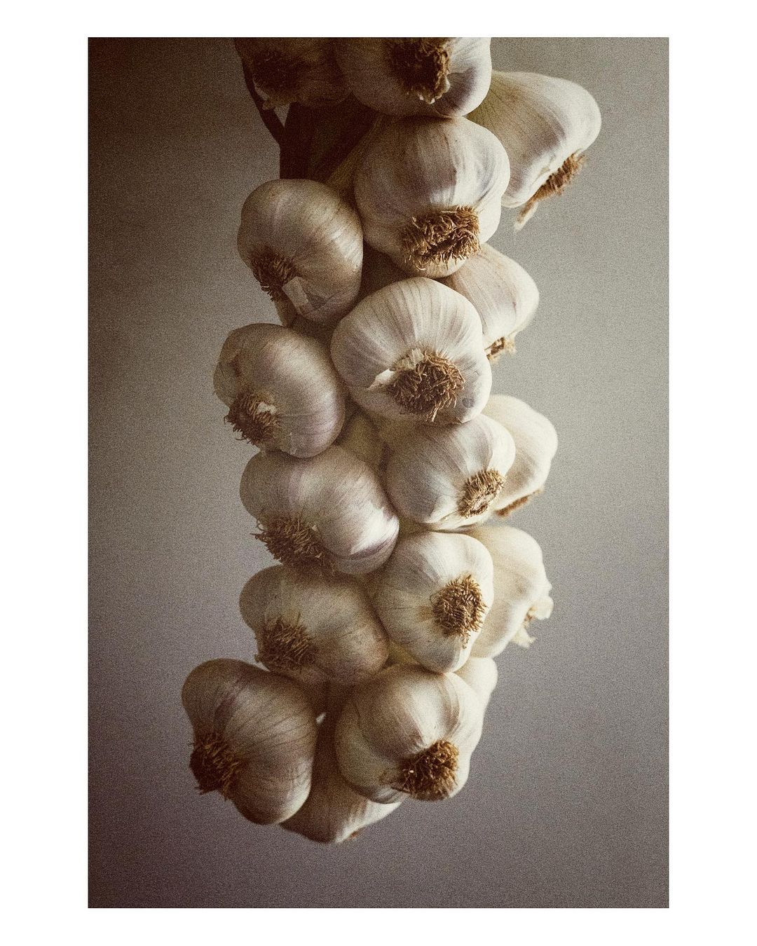 Strand of garlic bulbs hanging against a neutral wall, showing the produce's texture and form in a simple composition.