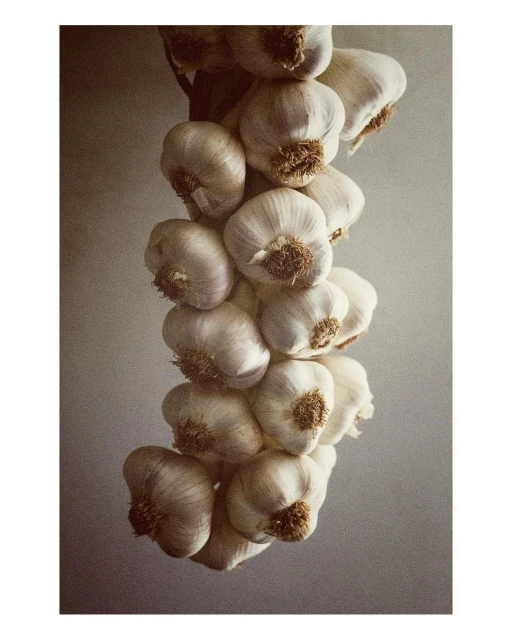 Strand of garlic bulbs hanging against a neutral wall, showing the produce's texture and form in a simple composition.