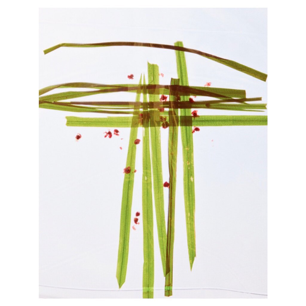 Graphic art composition of green blades of grass and small red dots on a white background in a visually interesting, abstract arrangement.