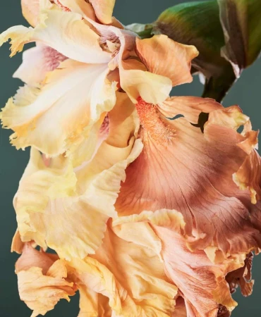 Close-up studio photography of an iris flower in shades of peach and cream against a dark teal background; floral still life.
