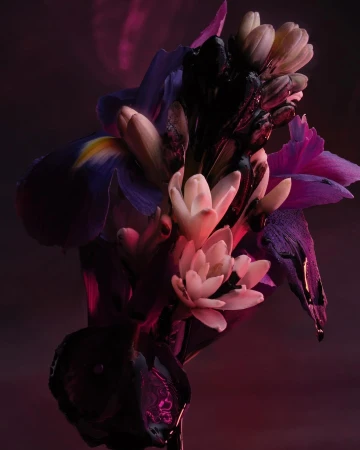 Close-up studio shot of a floral arrangement featuring purple irises and white hyacinths against a dark pink background.