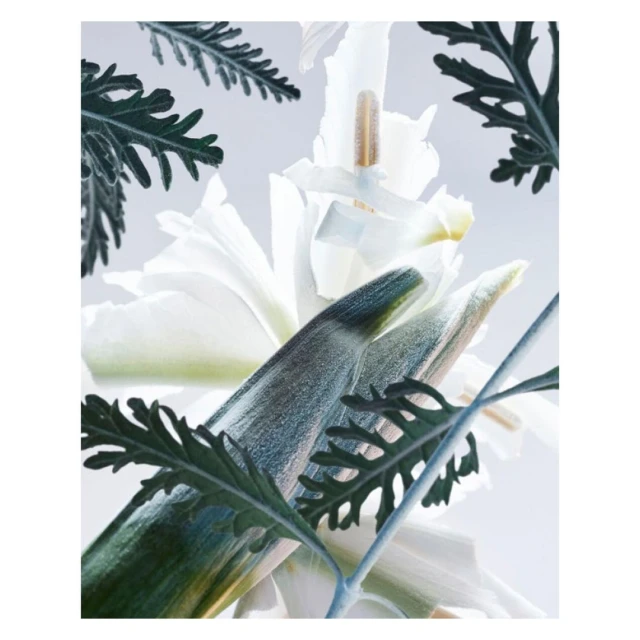 Close-up studio shot of white flowers and green leaves against a pale grey background with soft, diffused lighting and high-key exposure.