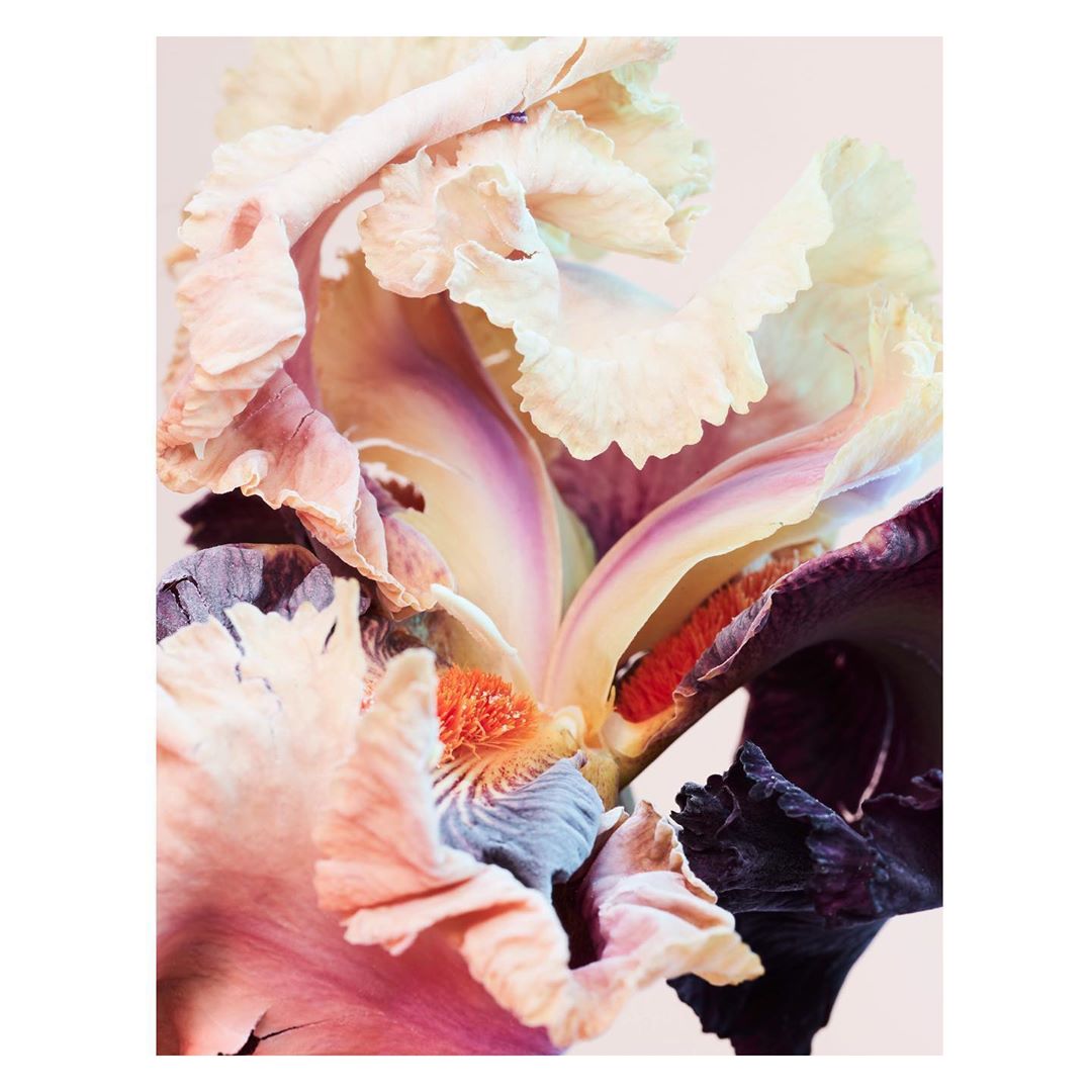 Close-up studio shot of an iris flower in full bloom, featuring ruffled petals with a gradient of cream, purple, and orange hues.