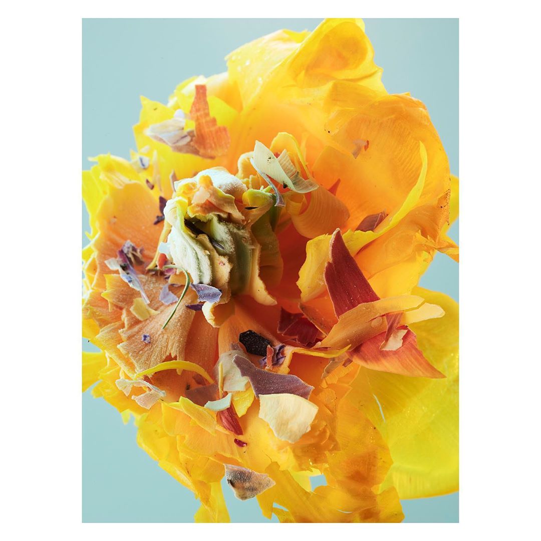 Close-up of a vibrant yellow flower with delicate petals and scattered fragments, set against a soft, cool-toned background.