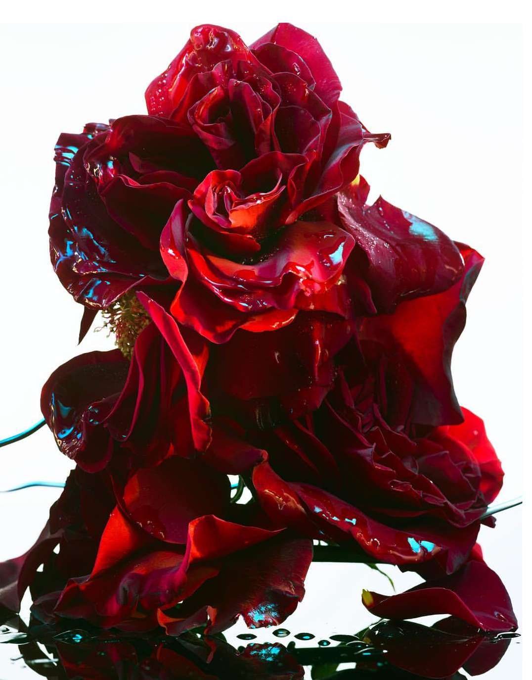 Dramatic close-up of a deep red rose blossom, petals glistening with water droplets, set against a bright white background.