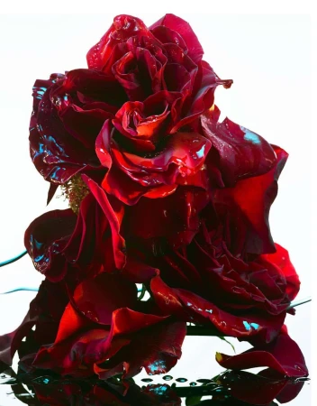 Dramatic close-up of a deep red rose blossom, petals glistening with water droplets, set against a bright white background.