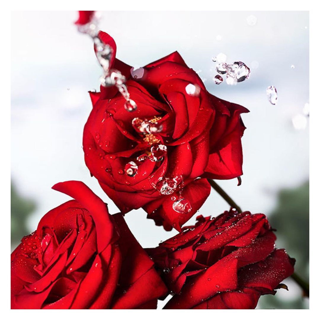 Three red roses, with water droplets cascading down the petals. The floral arrangement is set against a soft, diffused background.