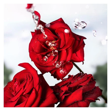 Three red roses, with water droplets cascading down the petals. The floral arrangement is set against a soft, diffused background.