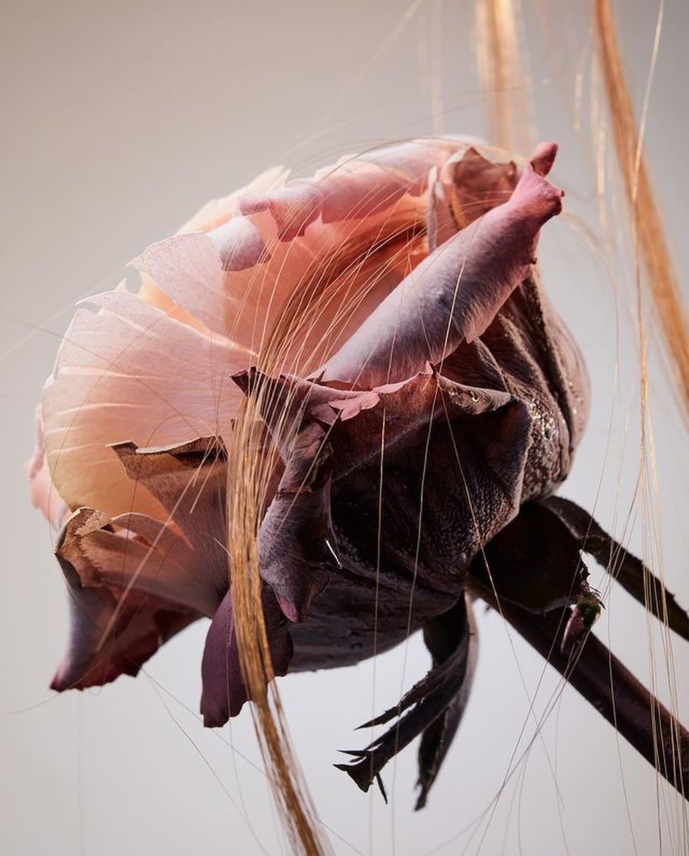 Close-up of a faded rose with wheat-like strands, showcasing delicate textures and a blend of light pink, mauve, and brown hues.