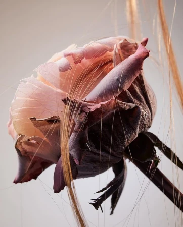 Close-up of a faded rose with wheat-like strands, showcasing delicate textures and a blend of light pink, mauve, and brown hues.