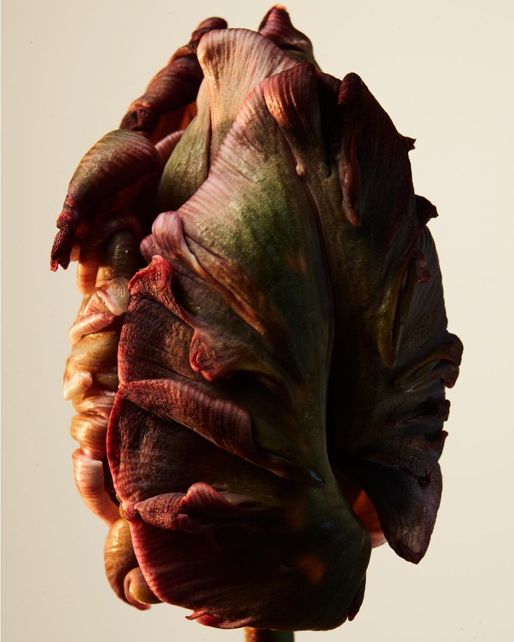 Close-up shot of a dark purple tulip with ruffled petals against a light background showcasing floral textures and dramatic lighting.