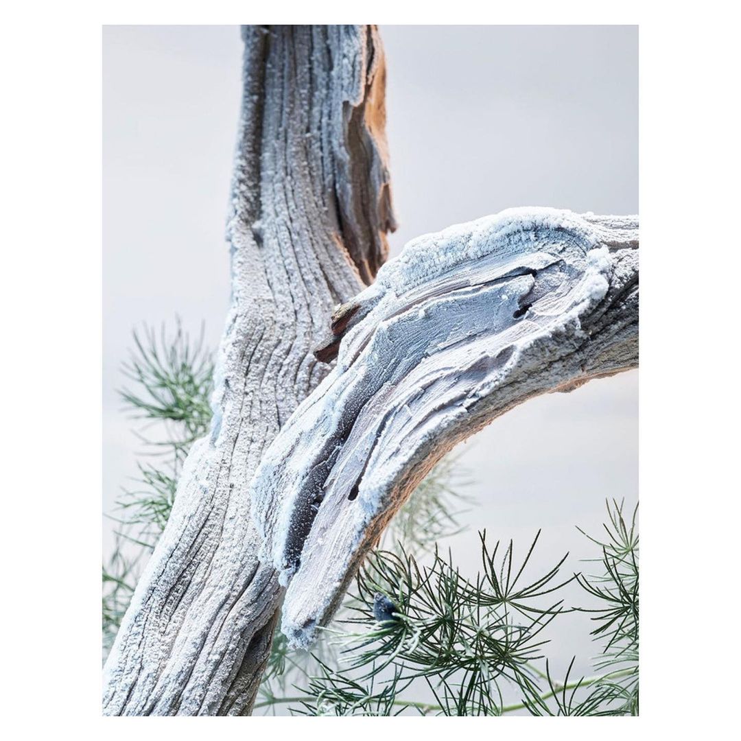 Close-up of driftwood branches partially covered in white material, interspersed with green needle foliage against a neutral background.